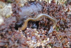 Geophilomorpha
