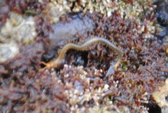 Geophilomorpha