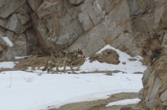Canis lupus filchneri