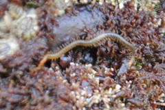 Geophilomorpha