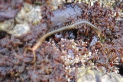 Geophilomorpha