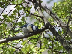 Cyanistes caeruleus