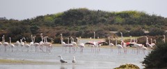 Phoenicopterus roseus