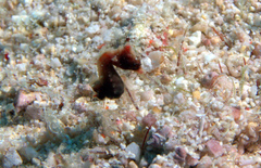 Hippocampus pontohi