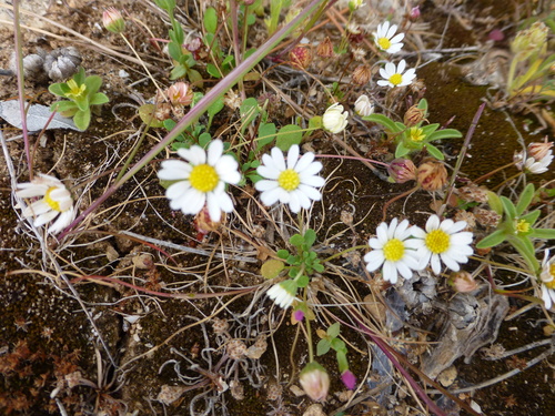 Bellium bellidioides