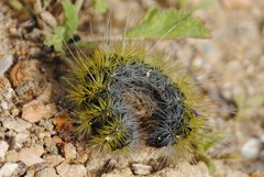 Thaumetopoea herculeana