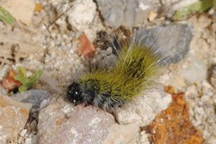 Thaumetopoea herculeana