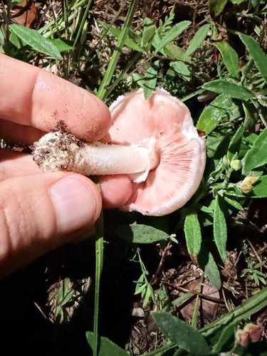 Meadow Mushroom