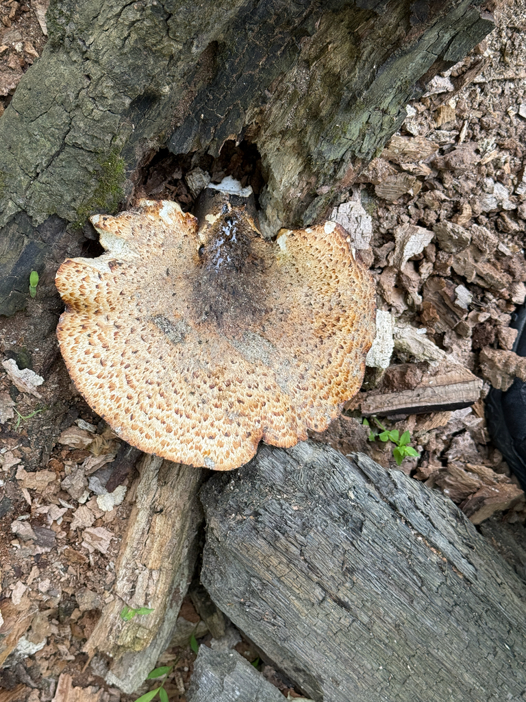 Dryad's Saddle · May 2026 · photo: Photo: (c) Serenella Linares, some rights reserved (CC BY) · iNaturalist