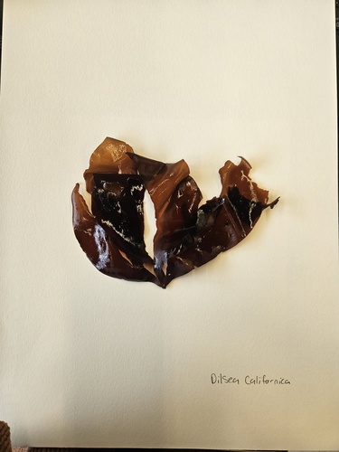 Dilsea californica observed 2026-04-24