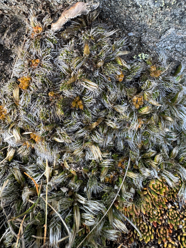 Anisotome imbricata observed 2026-05-08