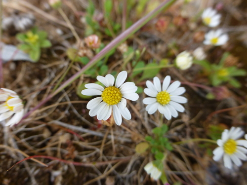 Bellium bellidioides, photograph 1