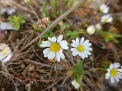 Bellium bellidioides, photograph (c) Sheelagh Halsey, some rights reserved (CC BY)