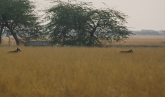Canis lupus pallipes