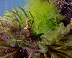 Hippocampus breviceps