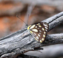 Belenois java teutonia
