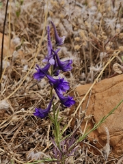 Delphinium halteratum, photograph (c) ahabo, some rights reserved (CC BY)