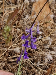 Delphinium halteratum, photograph (c) ahabo, some rights reserved (CC BY)