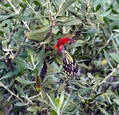 Belenois java teutonia