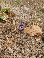 Delphinium halteratum, photograph (c) ahabo, some rights reserved (CC BY)