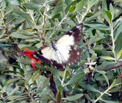 Belenois java teutonia