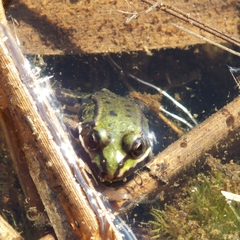 Pelophylax