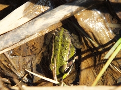 Pelophylax