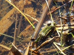Pelophylax