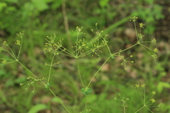Bupleurum longiradiatum