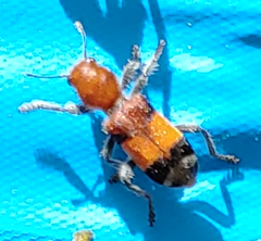 Enoclerus ichneumoneus