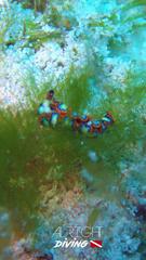 Thuridilla picta