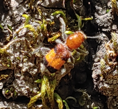 Enoclerus ichneumoneus