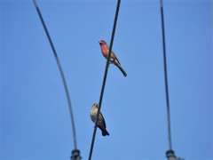 Haemorhous mexicanus