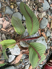 Heliconia imbricata, photograph author not stated, no rights reserved