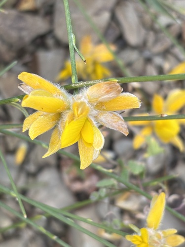Avistamiento Genista umbellata