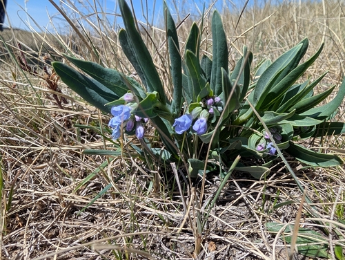 Prairie Bluebells