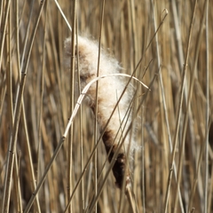 Typha