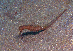 Hippocampus trimaculatus