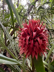 Aechmea magdalenae, photograph author not stated, no rights reserved