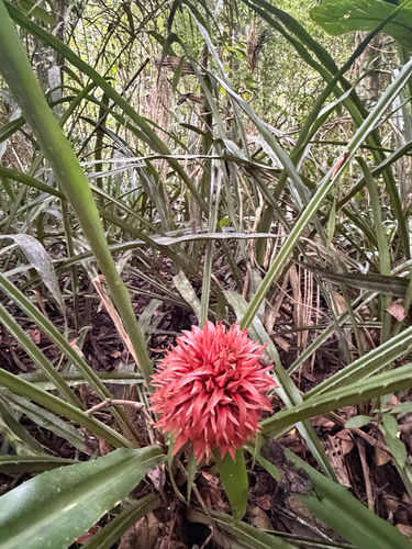 Aechmea magdalenae, photograph 4