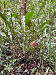 Aechmea magdalenae, photograph author not stated, no rights reserved