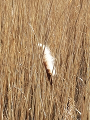 Typha