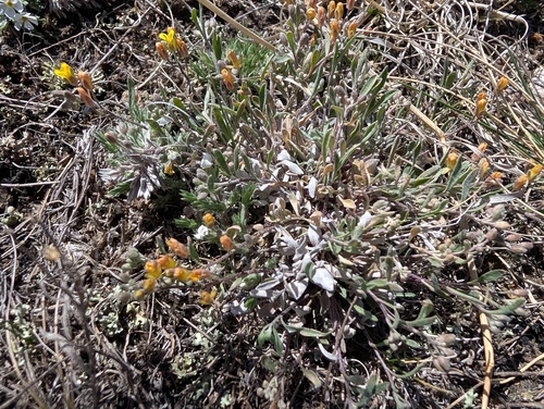 Great Plains Bladderpod