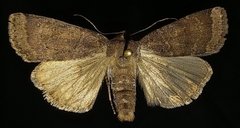 Abagrotis variata