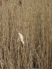 Typha