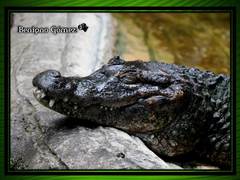 Crocodylia