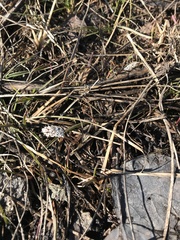 Lomatium linearifolium