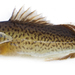 Trout Cod - Photo (c) Greg Wallis, some rights reserved (CC BY-NC), uploaded by Greg Wallis