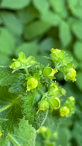 Scrophularia vernalis, photograph 5