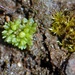 Texas Balloonwort - Photo (c) Galiano observer, some rights reserved (CC BY-NC), uploaded by Galiano observer